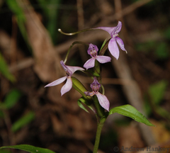 Brownleea coerulea