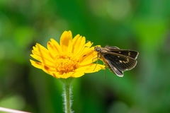 Vehilius celeus