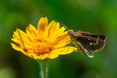 Vehilius celeus