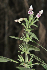 Hypoestes