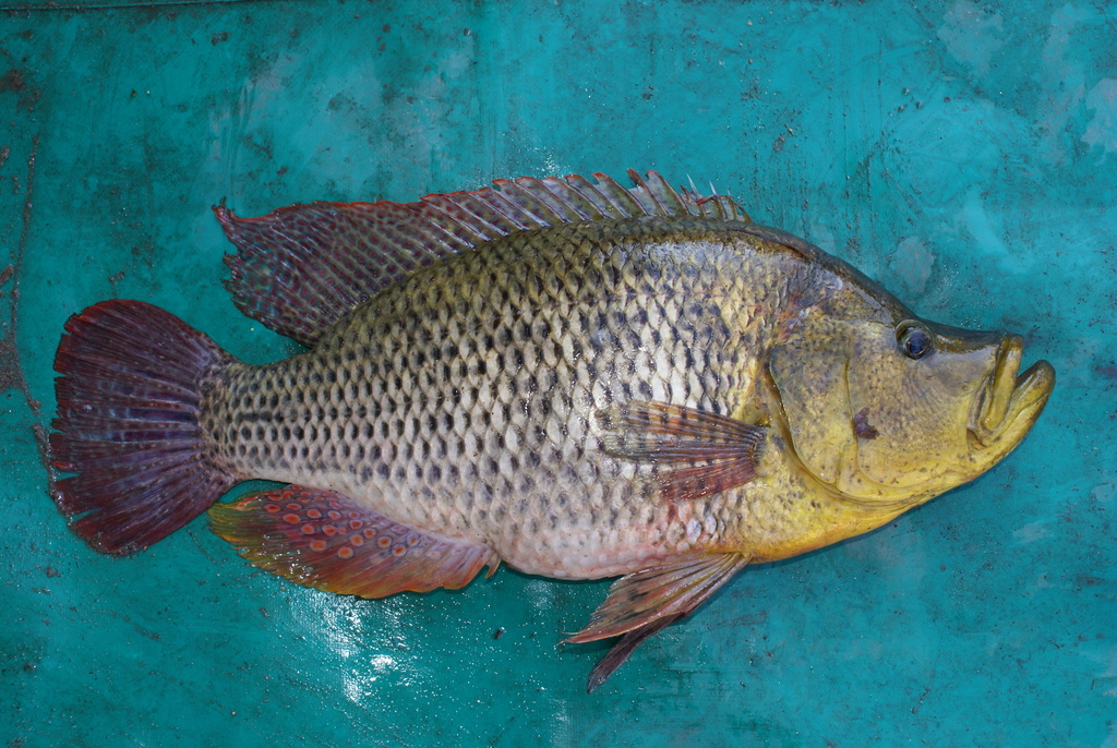 Humpback Largemouth