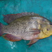 Serranochromis altus - Photo (c) Ketlhatlogile Mosepele,  זכויות יוצרים חלקיות (CC BY-NC), הועלה על ידי Ketlhatlogile Mosepele
