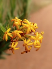 Lasiosiphon capitatus