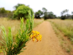 Lasiosiphon capitatus