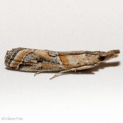 Lipographis fenestrella