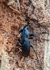 Lichnocarabus