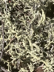 Cladonia leporina