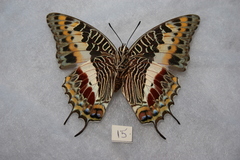 Charaxes castor