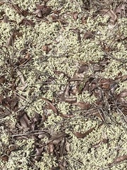 Cladonia leporina