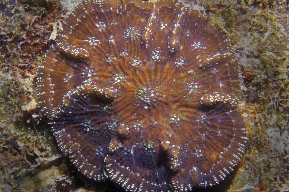 Knobby Cactus Coral