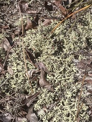 Cladonia leporina