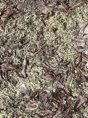 Cladonia leporina