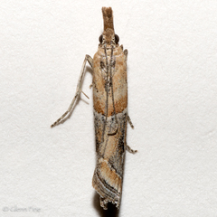 Lipographis fenestrella