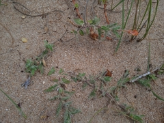 Oenothera mollissima