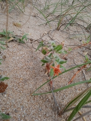 Oenothera mollissima
