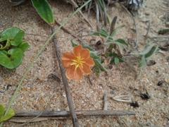 Oenothera mollissima
