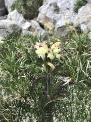 Pedicularis chroorrhyncha