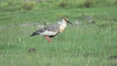 Theristicus caudatus