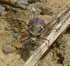 Cicindela limbalis