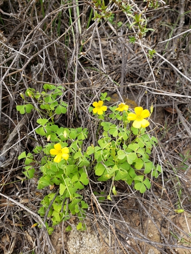Oxalis californica (Oxalis californica)