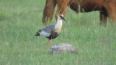 Theristicus caudatus