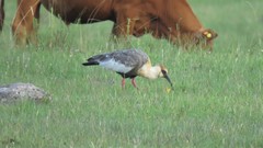 Theristicus caudatus