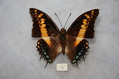 Charaxes castor