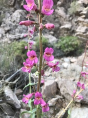 Penstemon bicolor roseus