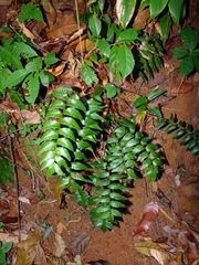 Adiantum petiolatum