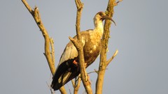 Theristicus caudatus