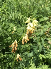 Vicia balansae