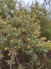 Baccharis microdonta
