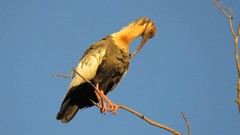 Theristicus caudatus