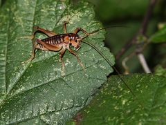 Hemiandrus maia