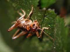 Hemiandrus maia