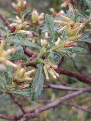 Baccharis microdonta