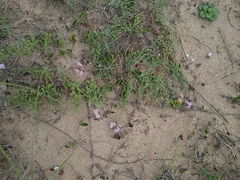 Stevia satureiifolia