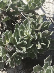 Chrysopsis gossypina