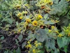 Sigesbeckia jorullensis