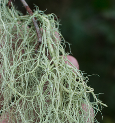 Usnea articulata