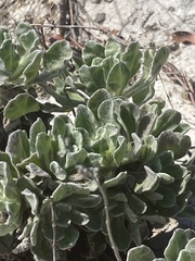 Chrysopsis gossypina