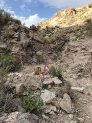 Penstemon bicolor roseus