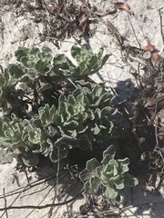 Chrysopsis gossypina