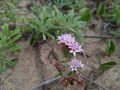 Stevia satureiifolia