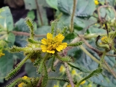 Sigesbeckia jorullensis