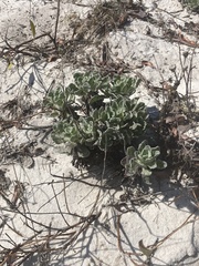 Chrysopsis gossypina