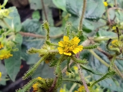 Sigesbeckia jorullensis