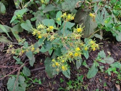 Sigesbeckia jorullensis