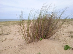 Sporobolus coarctatus