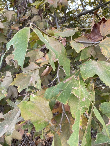 iNaturalist observation photo of western sycamore